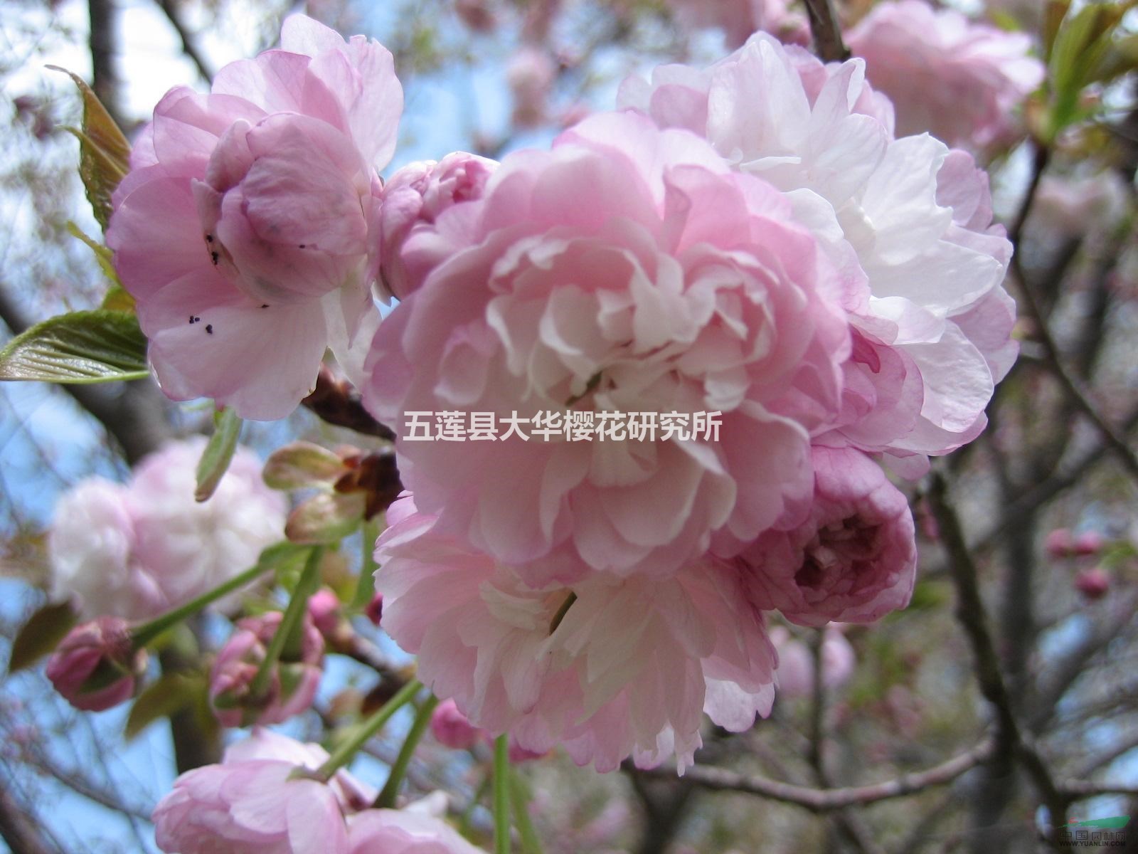 紅笠櫻