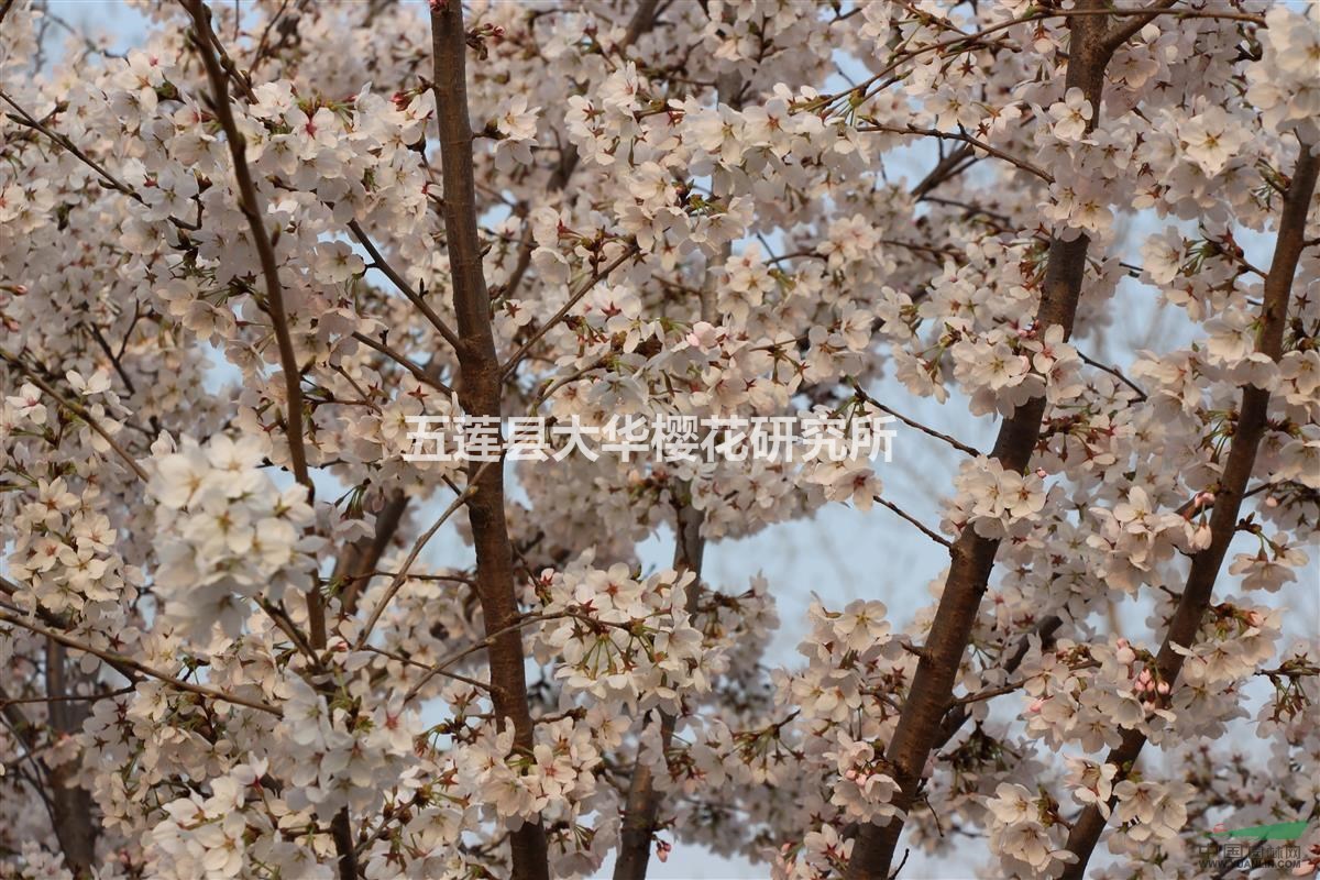 染井吉野-----國(guó)內(nèi)賞櫻主打品種之一
