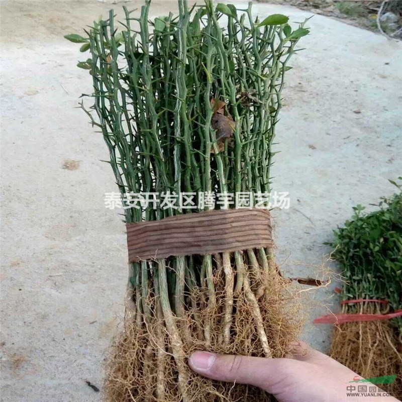基地直銷枸橘小苗，枳殼苗，規(guī)格全價(jià)格優(yōu)惠