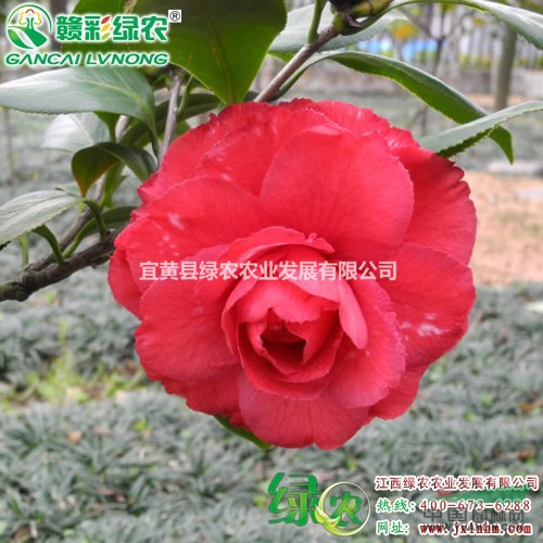 大海輪茶花 重瓣玫瑰型茶花 江西紅花茶花 粉色茶花苗供應(yīng)  