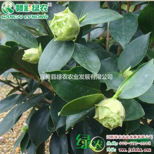綠可娜茶花 綠色茶花 供應(yīng)茶花苗木 正宗綠可娜茶花扦插苗  