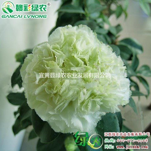 綠可娜茶花 綠色茶花 供應(yīng)茶花苗木 正宗綠可娜茶花扦插苗  