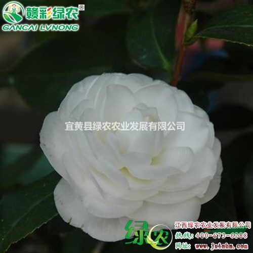 白雪塔茶花 供應(yīng)茶花新品種 白花茶花 白雪塔茶花樹苗報(bào)價(jià)  