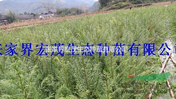 兩年紅豆杉種子沙藏張家界永定區(qū)