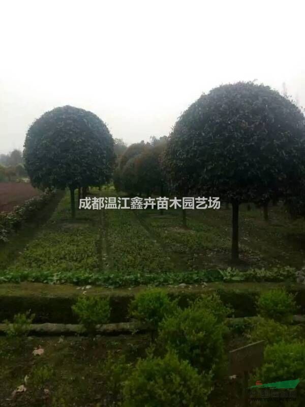 四川精品高桿桂花