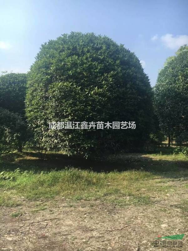 四川極品成都高桿桂花