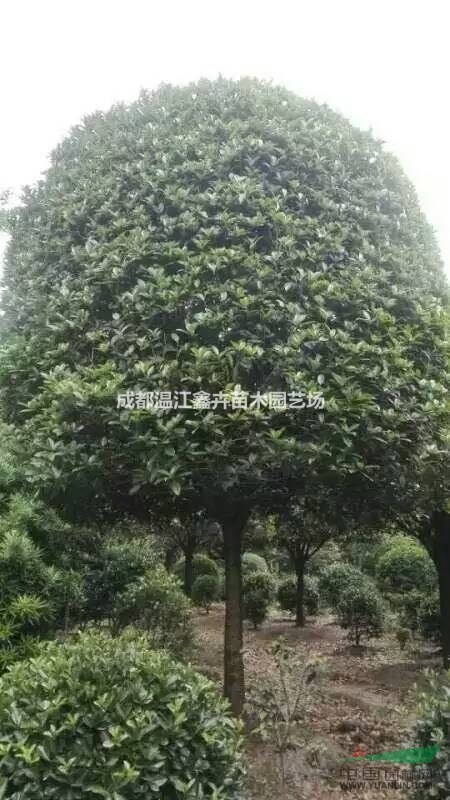 四川極品成都高桿桂花