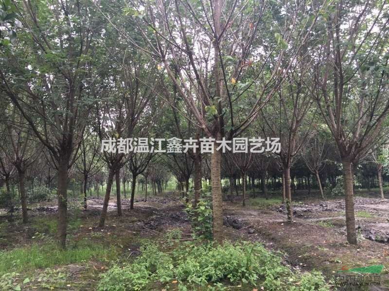 四川成都高桿晚櫻