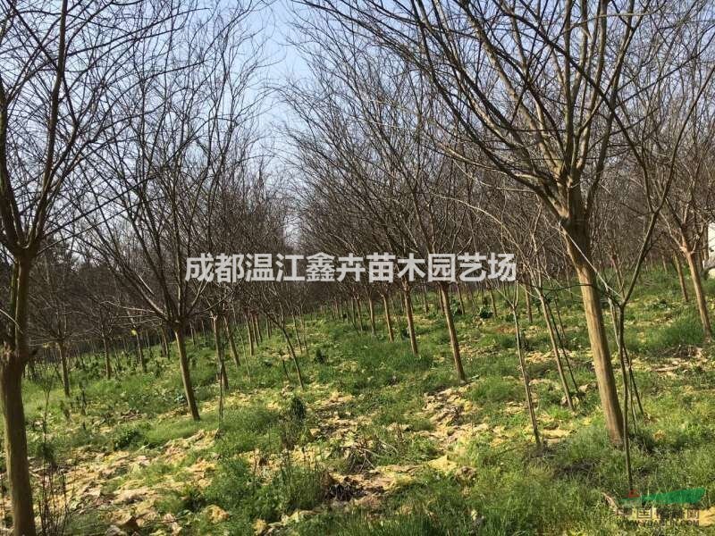 四川高桿獨(dú)干紫薇