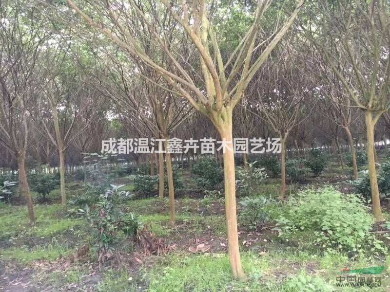 四川高桿獨(dú)干紫薇