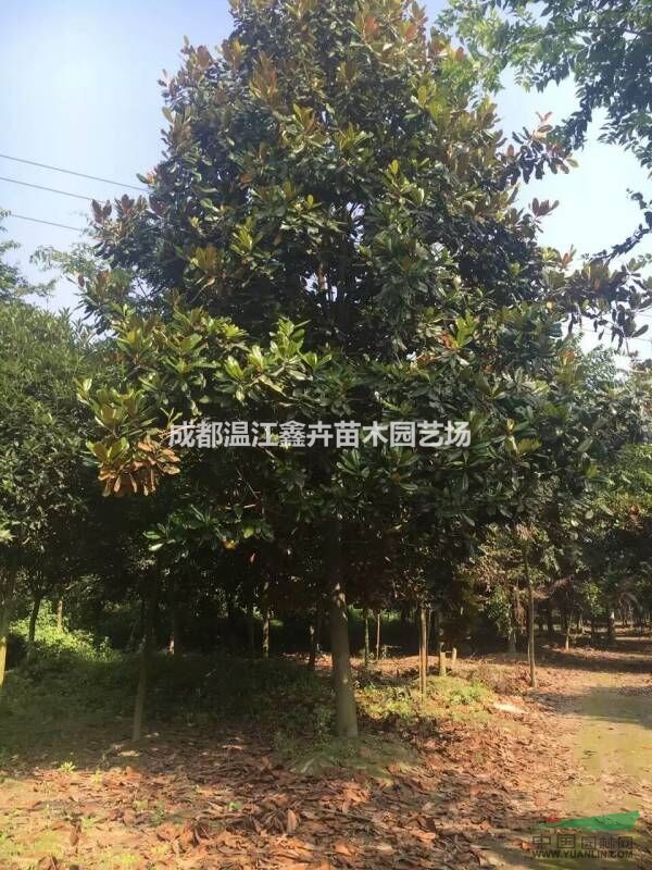 四川成都精品廣玉蘭