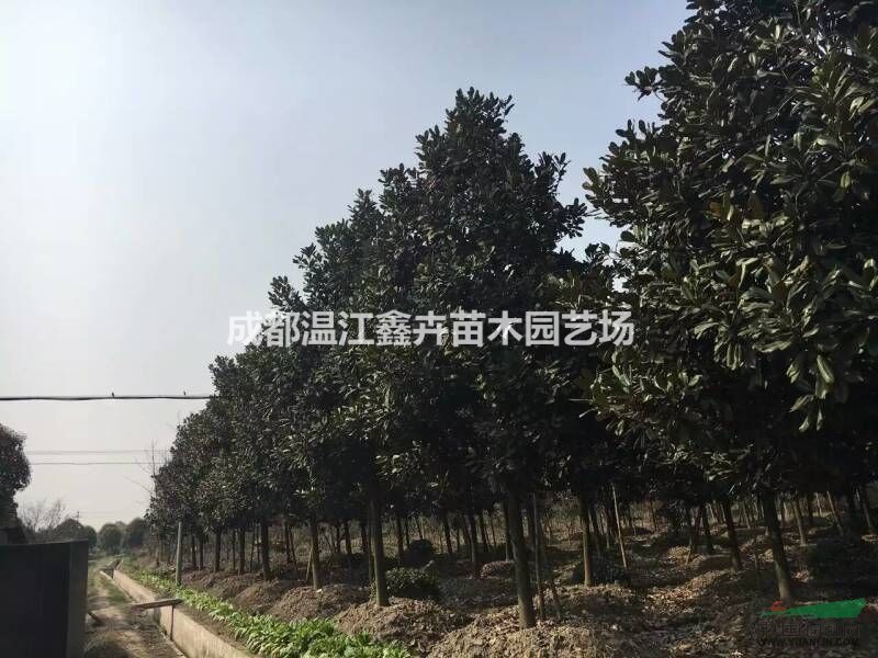 四川成都精品廣玉蘭