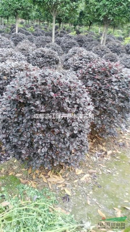 四川精品紅繼木球