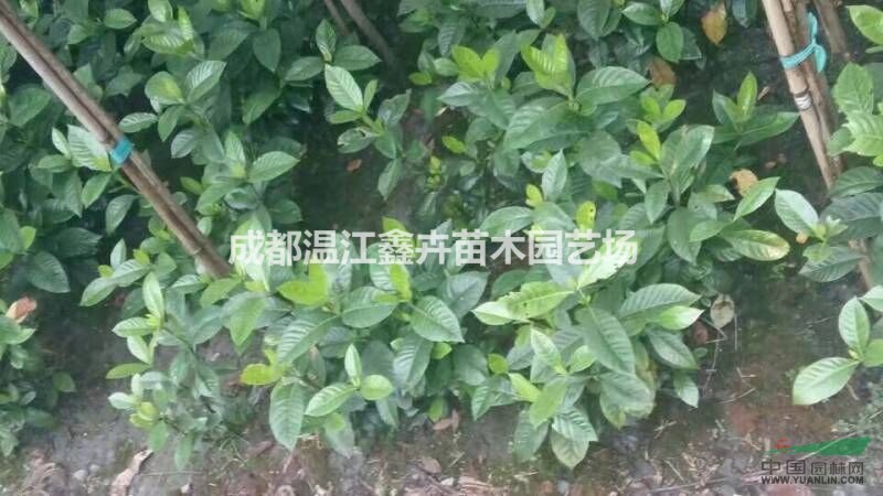四川成都梔子花