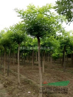 供應(yīng)金枝槐價(jià)格 黃金槐價(jià)格