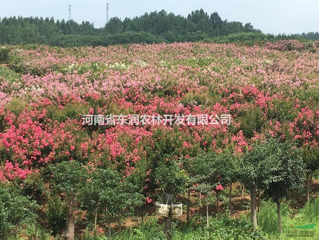 2016紅花紫薇最新報(bào)價(jià)