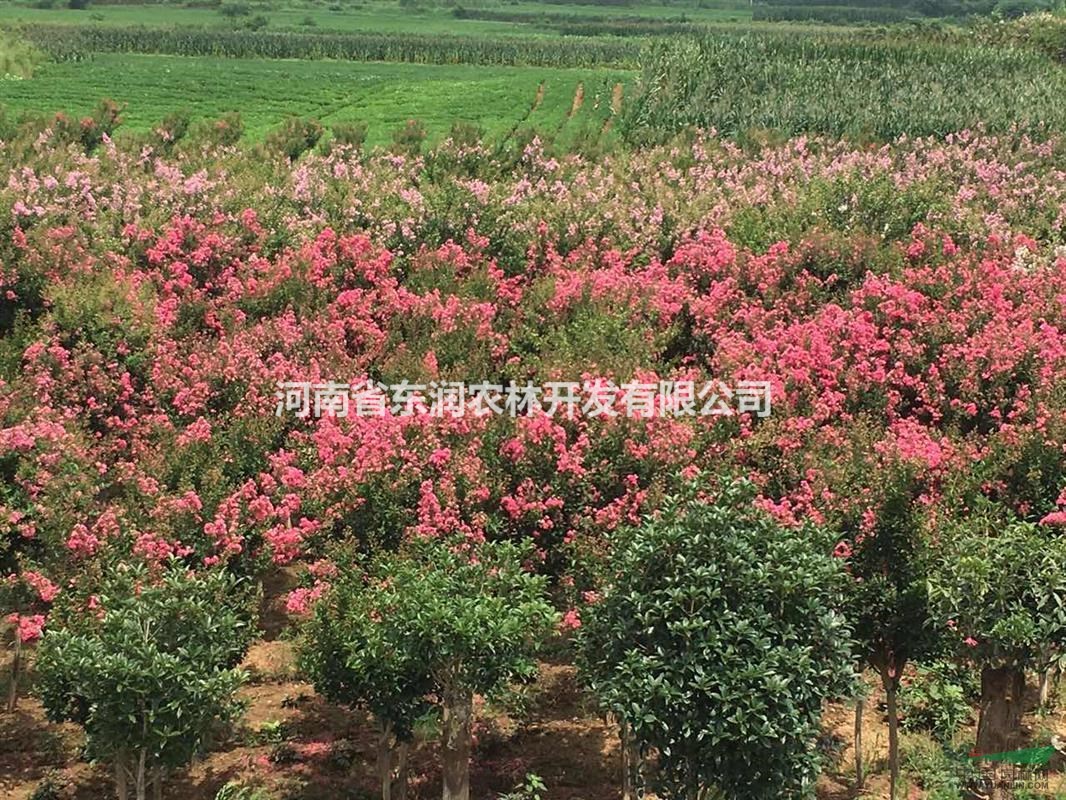 2016紅花紫薇最新報(bào)價(jià)
