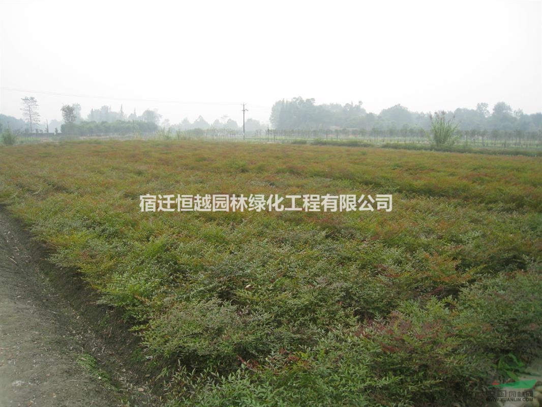 供應(yīng)南天竹南天竺等各種綠化苗木綠化工程用苗規(guī)格齊全量大價(jià)優(yōu)