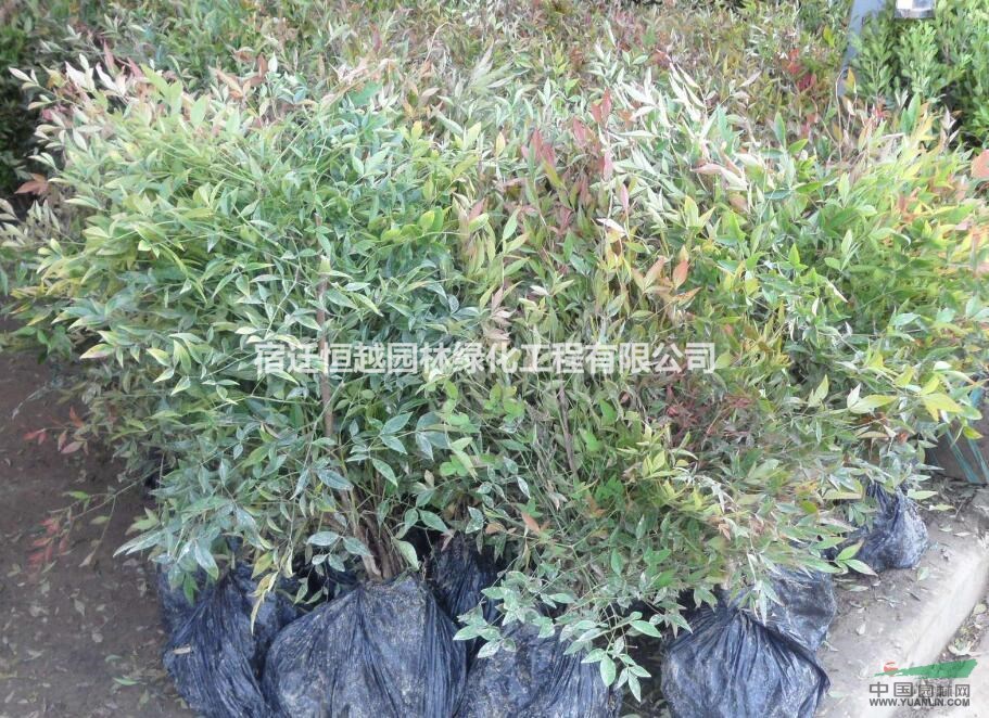 供應(yīng)南天竹南天竺等各種綠化苗木綠化工程用苗規(guī)格齊全量大價(jià)優(yōu)