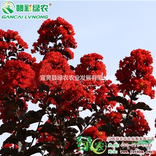 丹紅紫葉紫薇 供應(yīng)紫葉紫薇扦插苗 供應(yīng)紫葉紅花紫薇小苗供應(yīng)商
