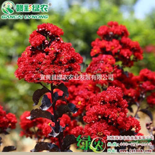 丹紅紫葉紫薇 供應(yīng)紫葉紫薇扦插苗 供應(yīng)紫葉紅花紫薇小苗供應(yīng)商