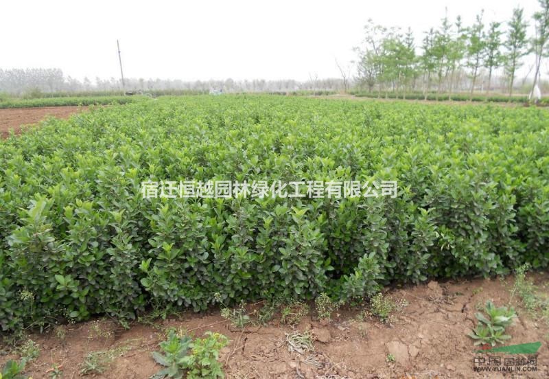 江蘇大量供應(yīng)衛(wèi)矛大葉扶芳藤小苗綠籬色塊苗規(guī)格齊全量大價(jià)優(yōu)