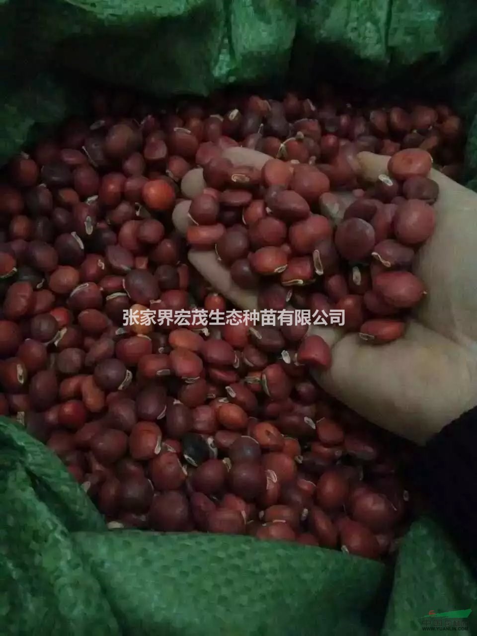 紅豆生南國，長臍紅豆張家界地區(qū)