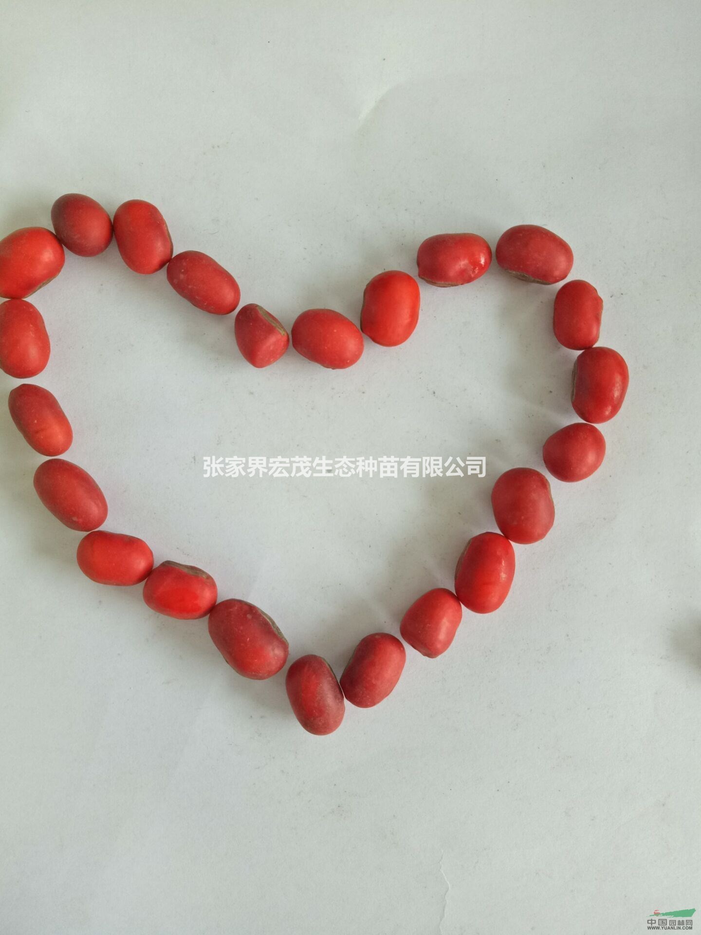 長臍紅豆種  張家界桑植地區(qū)產(chǎn)地  產(chǎn)地直供   質(zhì)量保證