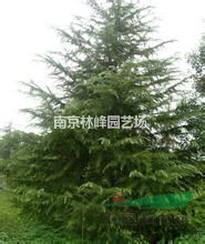 雪松價格是多少，雪松價格報價參考