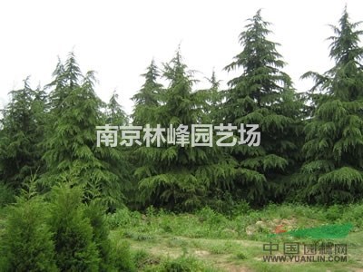 雪松價格是多少，雪松價格報價參考