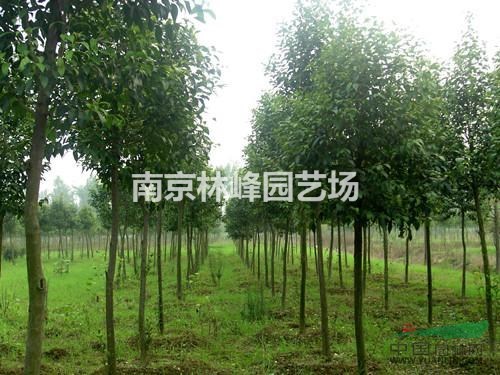 大葉女貞價格是多少，大葉女貞價格報價參考