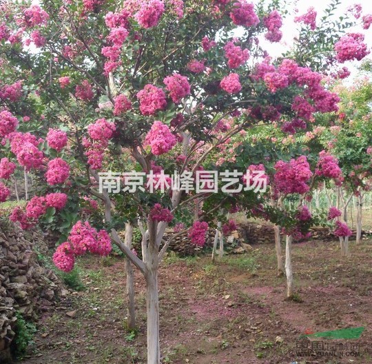 紫薇價格是多少，紫薇價格報價參考