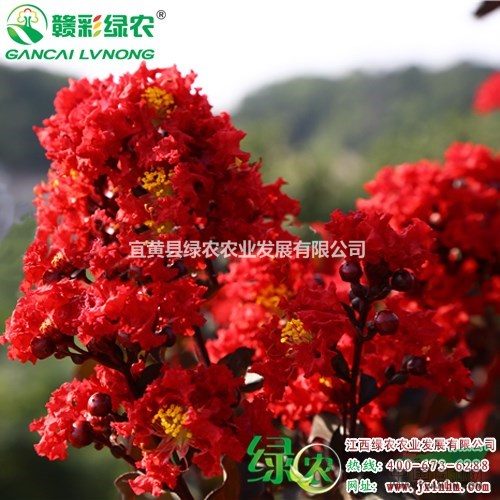 赤紅紫葉紫薇 供應(yīng)紅花紫薇苗 紫葉紫薇扦插苗 紫葉紅花紫薇苗