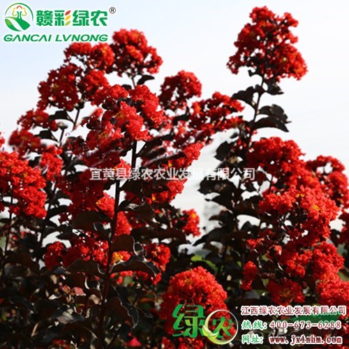 赤紅紫葉紫薇 供應(yīng)紅花紫薇苗 紫葉紫薇扦插苗 紫葉紅花紫薇苗