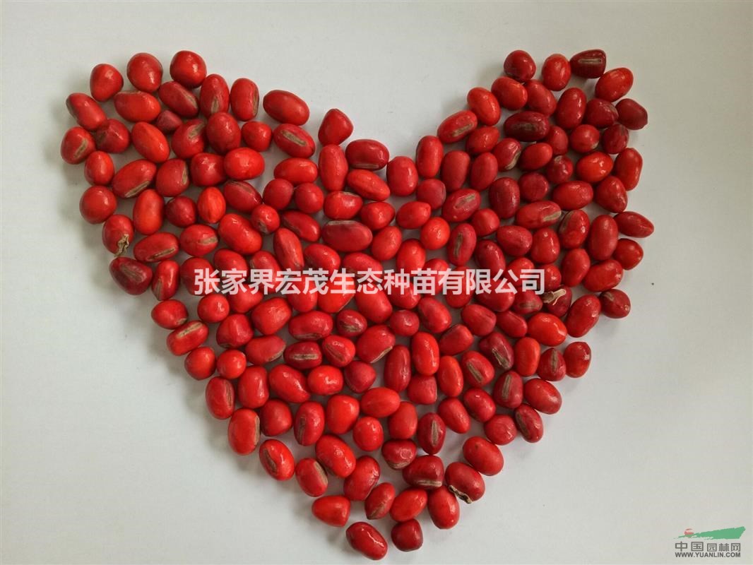 紅豆樹、鄂西紅豆是常綠或落葉喬木——紅豆種植方法