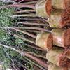 香樟—地苗袋苗假植—米径1-120公分—清场出售