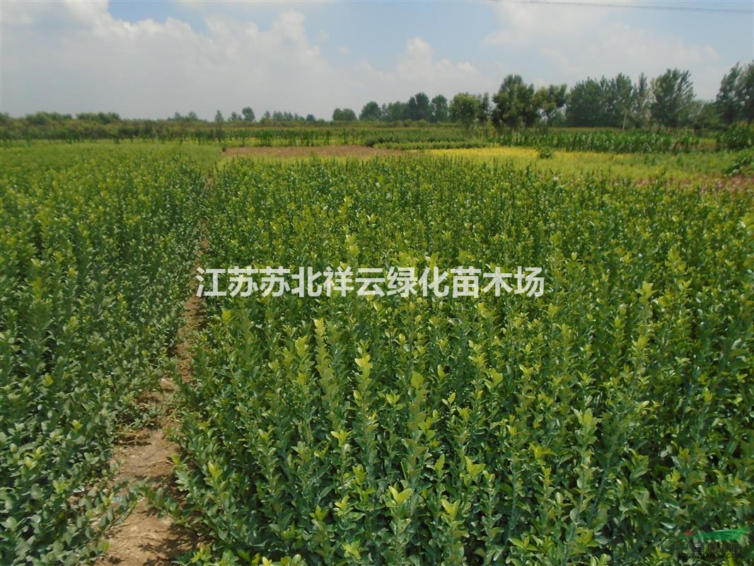衛(wèi)矛批發(fā)，衛(wèi)毛直銷，膠東衛(wèi)矛批發(fā)