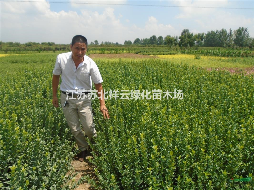 衛(wèi)矛批發(fā)，衛(wèi)毛直銷，膠東衛(wèi)矛批發(fā)