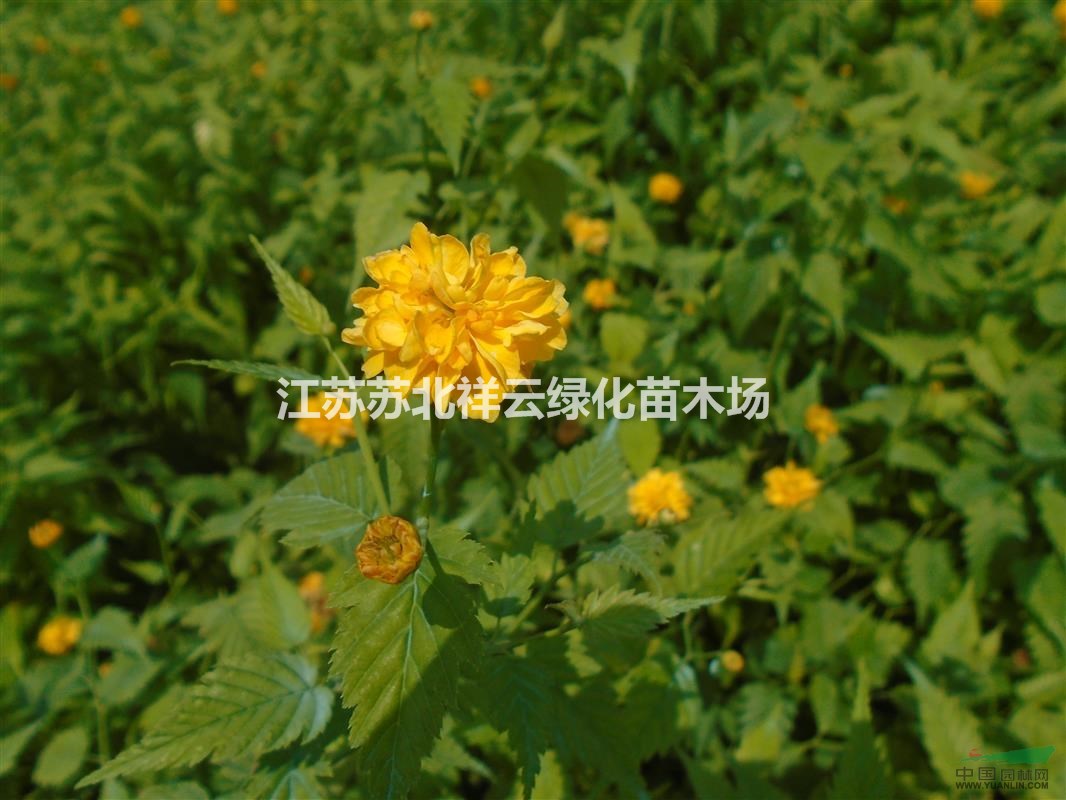 棣棠批發(fā)，棣棠直銷