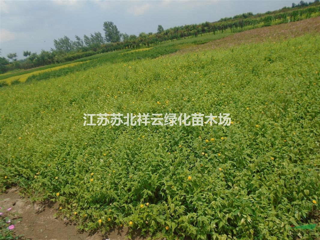 棣棠批發(fā)，棣棠直銷