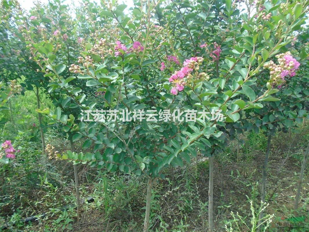 紅火箭紫薇批發(fā)，百日紅紫薇直銷(xiāo)
