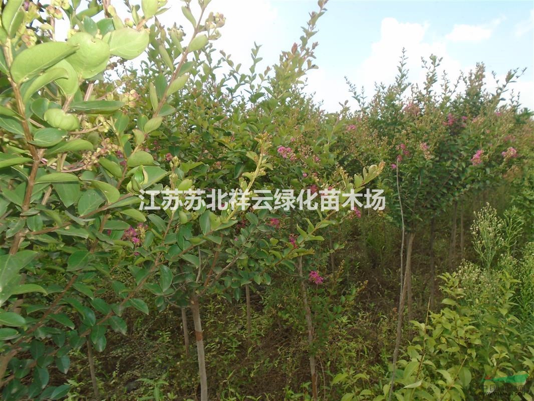 紅火箭紫薇批發(fā)，百日紅紫薇直銷(xiāo)