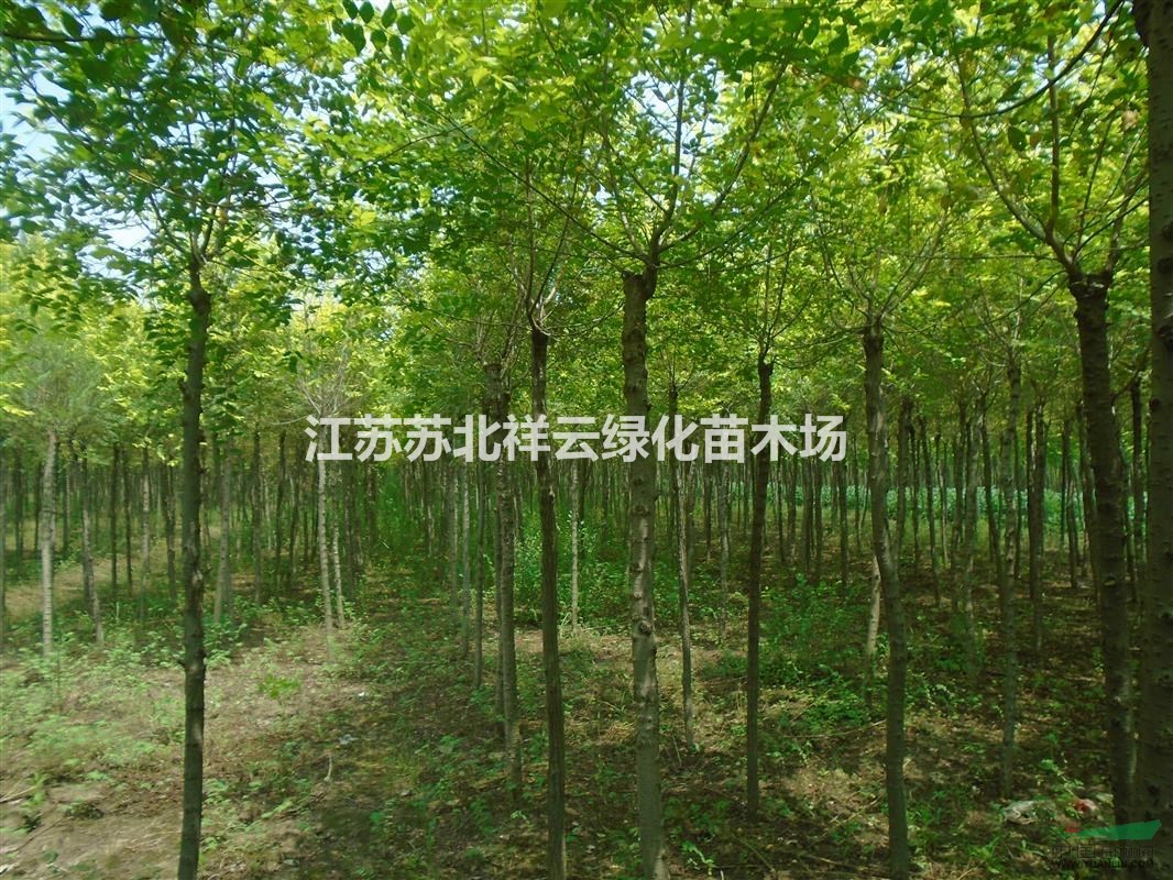 金葉榆樹(shù)苗基地，金葉榆批發(fā)直銷