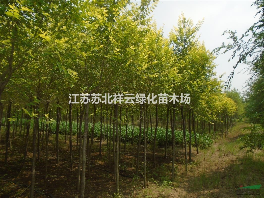 金葉榆樹(shù)苗基地，金葉榆批發(fā)直銷