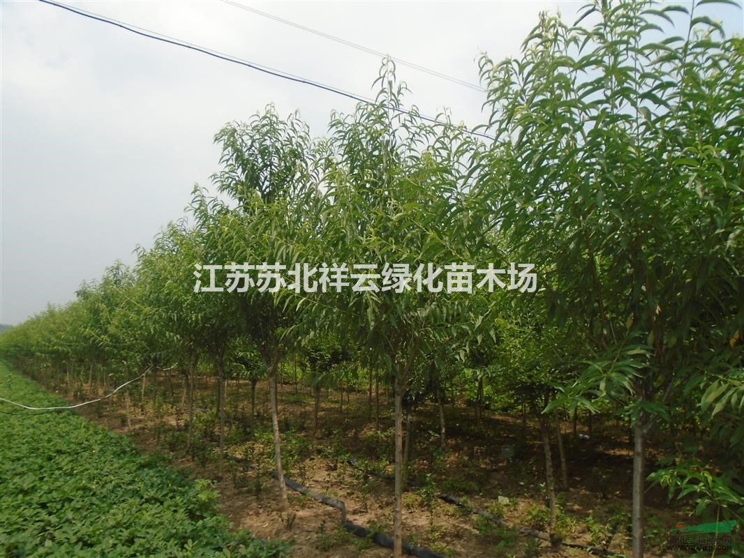 果樹基地 ，  桃樹批發(fā)直銷