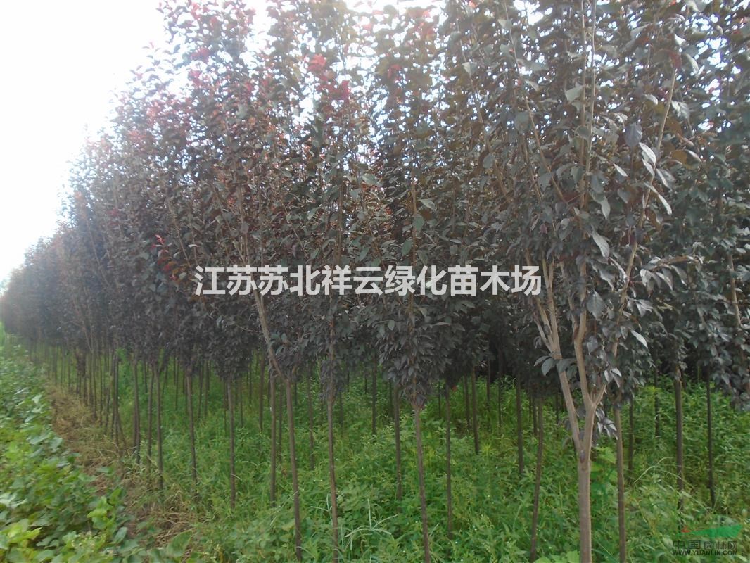 紫葉李基地 ， 紫葉李批發(fā)直銷