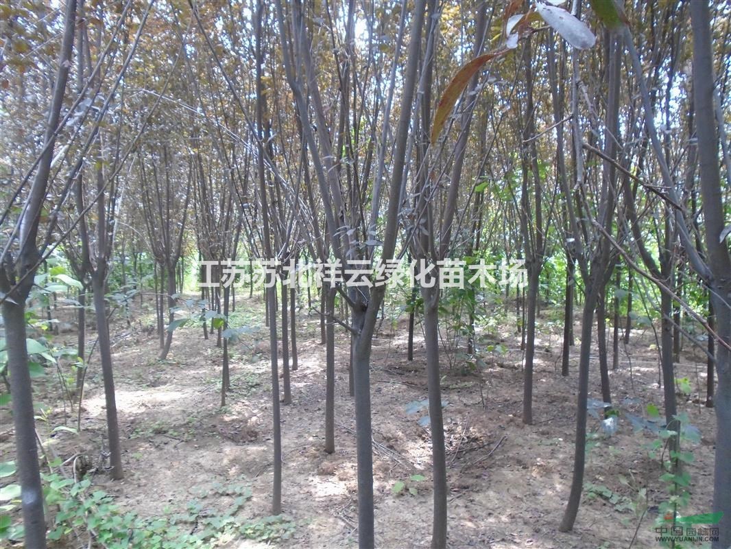 紫葉李基地 ， 紫葉李批發(fā)直銷