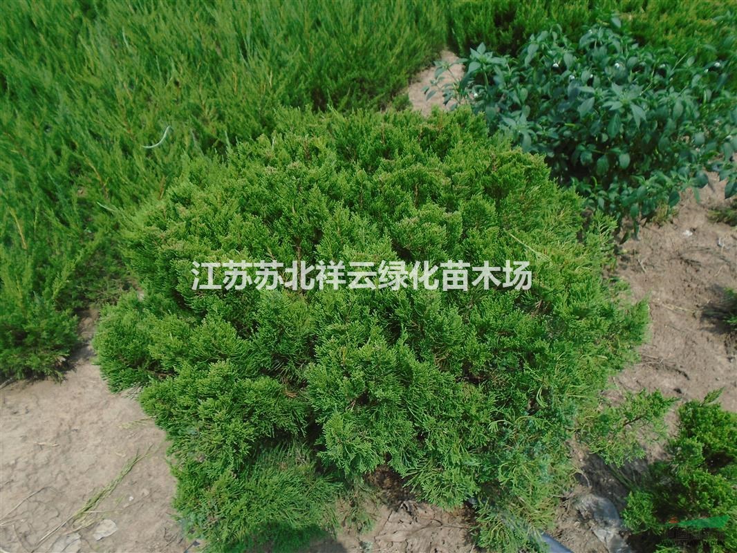 龍柏球基地 ， 龍柏球批發(fā) ， 小龍柏毛球批發(fā)