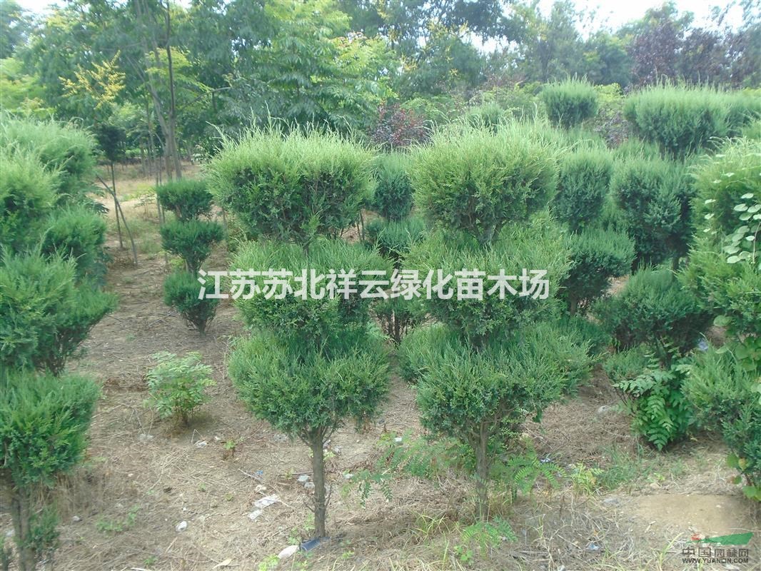 龍柏球基地 ， 造型龍柏直銷