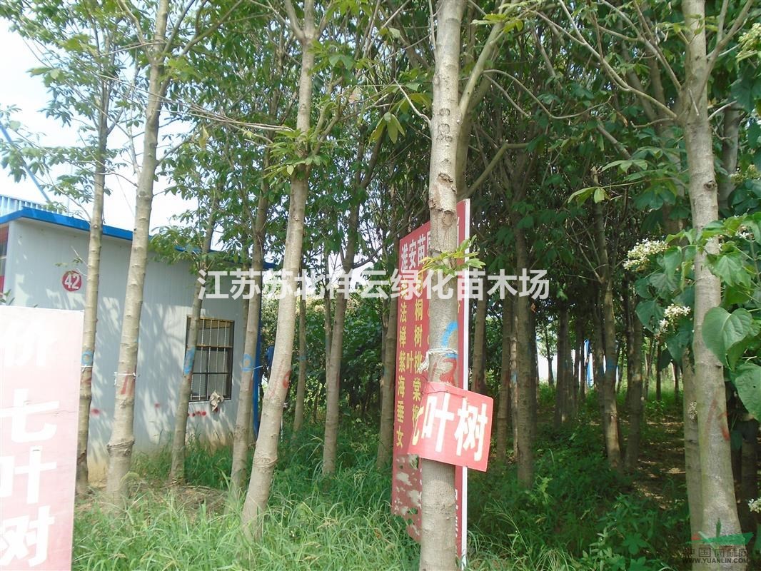 行道樹基地  ， 七葉樹批發(fā)直銷